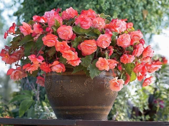 Vaso de espécies de plantas de casa com flores de begônia