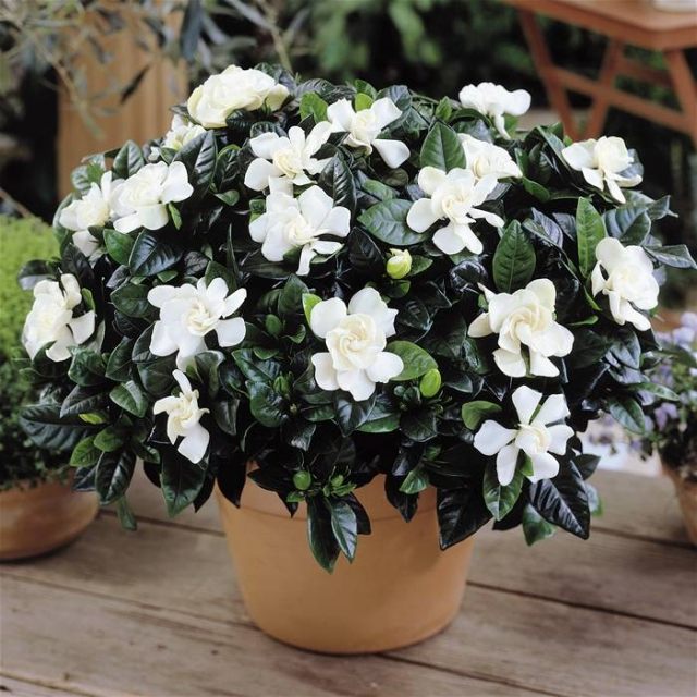 espécies de plantas de interior com flor branca de gardênia