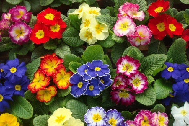 espécies de plantas de casa com flores coloridas de prímulas