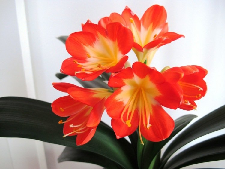 floração de plantas de casa klivie flores de laranjeira tropical