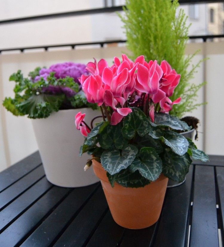 Plantas de outono rosa-ciclâmen-repolho-varanda-vasos de flores