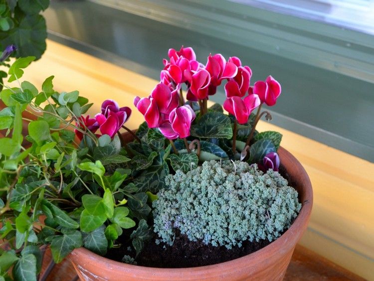 outono-plantas-varanda-argila-vaso-ciclame-sedum