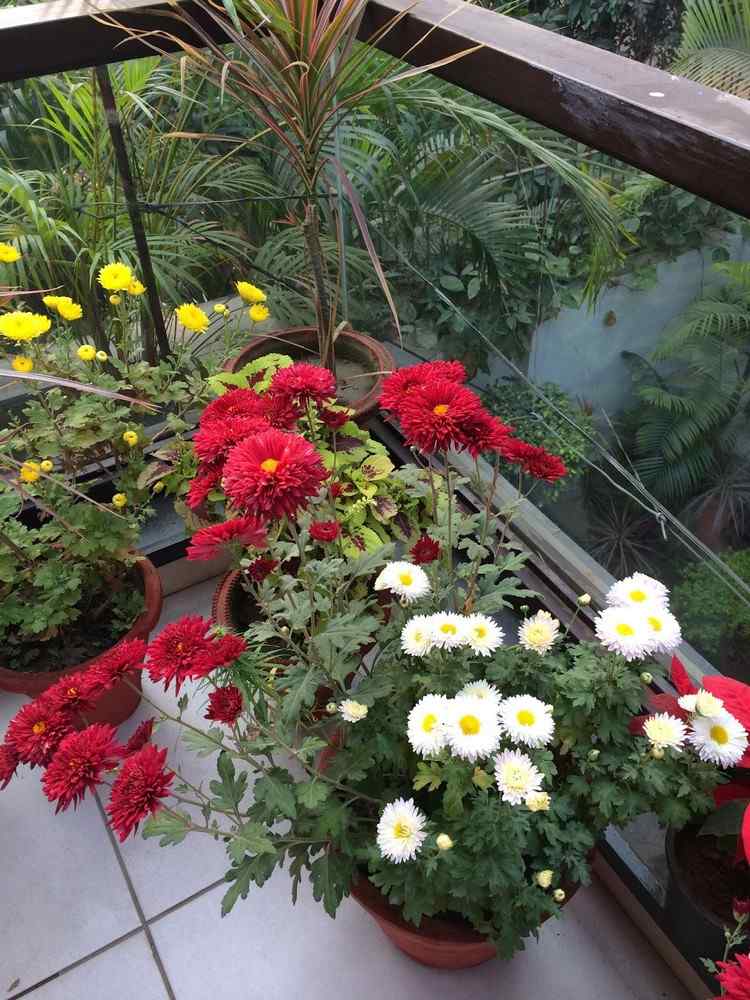 outono-plantas-crisântemos-varanda-vermelho-amarelo-branco