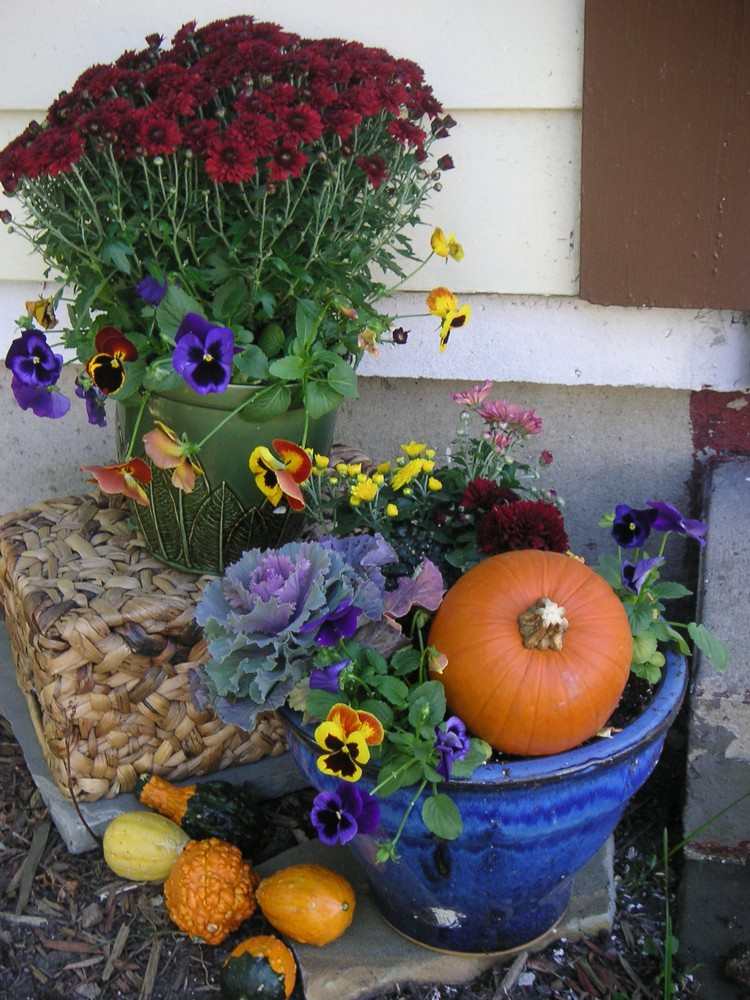outono-plantas-crisântemos-repolho-amores-perfeitos-vasos de plantas