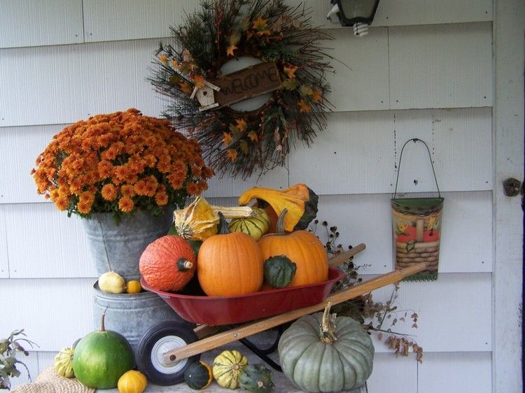 outono-plantas-laranja-crisântemo-carrinhos de mão-abóboras completas