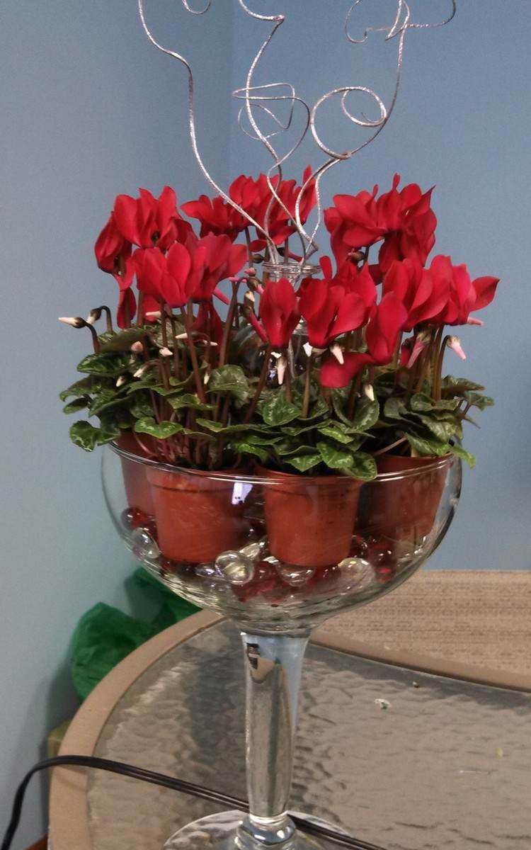 outono-plantas-vermelho-ciclâmen-vidro-vaso-contas de vidro