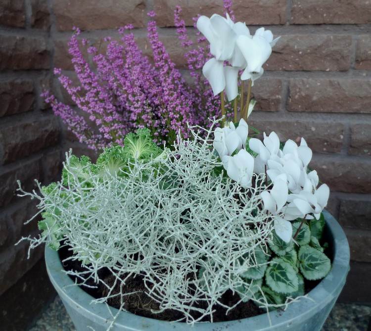outono-plantas-branco-ciclâmen-urze-prata-fio-planta