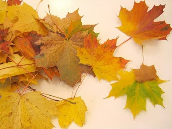 Collecting-red.yellow-tree-leaves-from-the-street