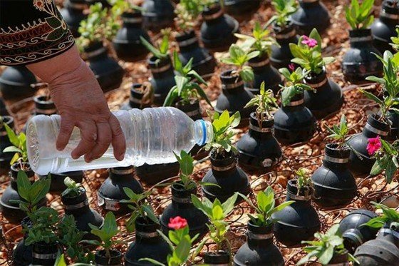 Erva-vaso-flores-água-garrafa de água-granadas vazias