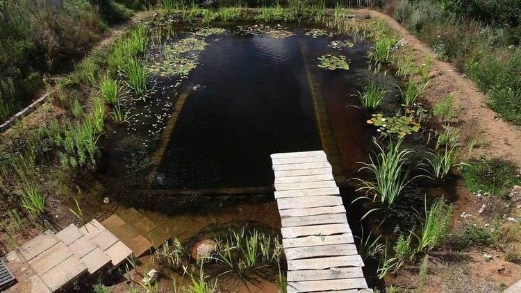 bio-natação-lagoa-jardim-algas-filtro-água