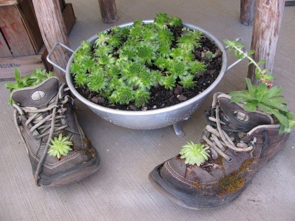Suculento plantio - velhos sapatos - ideia de reaproveitamento de reaproveitamento