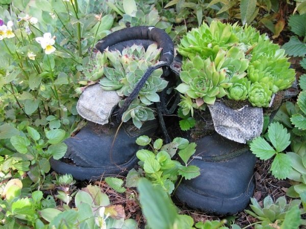 Decoração de jardim com botins velhos, calçados infantis com ervas suculentas