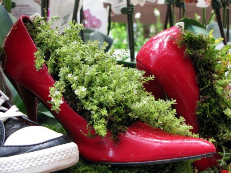 planta sapatos velhos femininos parágrafo vermelho ideia suculentas