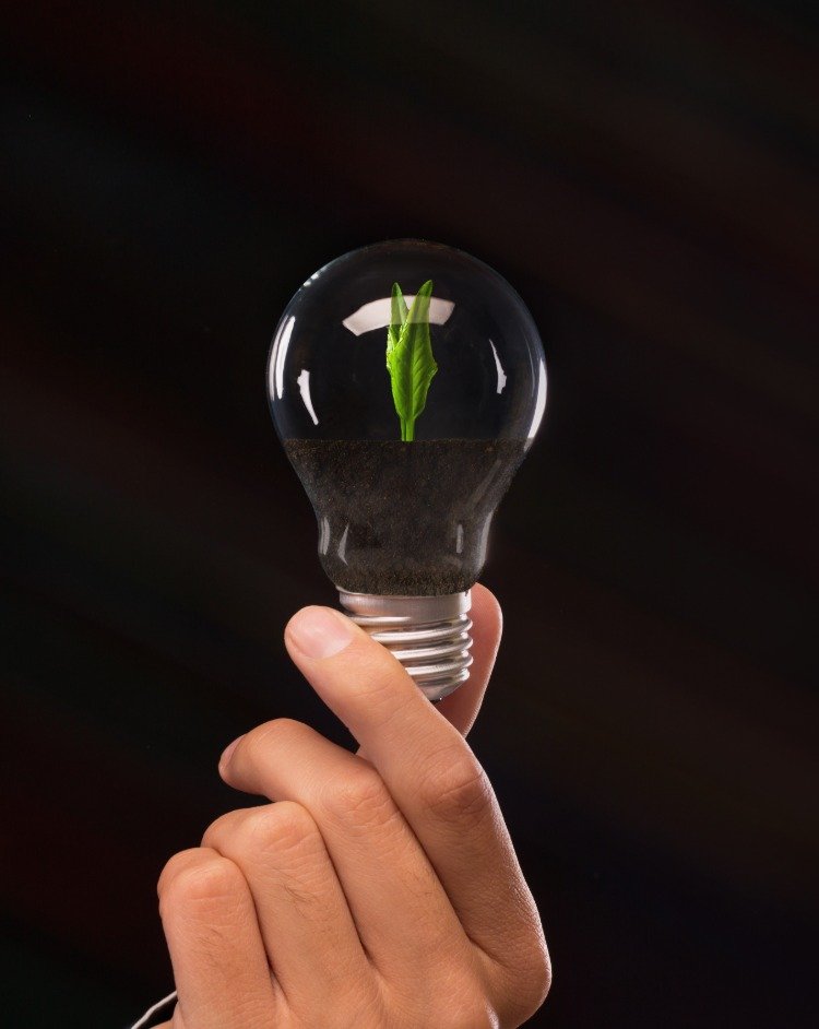 mão segurando uma lâmpada com uma planta verde em crescimento