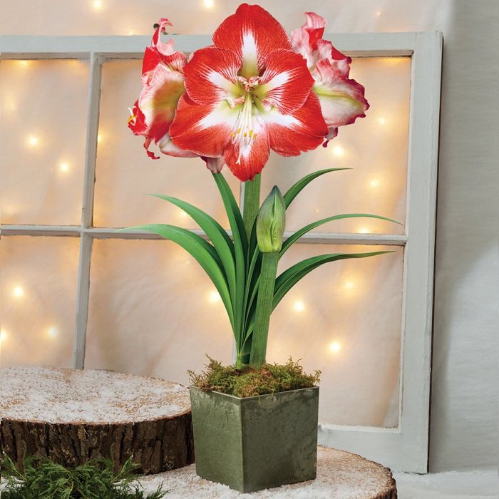 Amaryllis decoração de mesa ideias de Natal