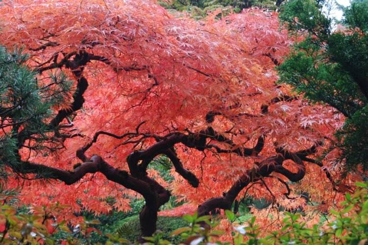 asian-garden-decoration-japanese-maple-red-garden-design