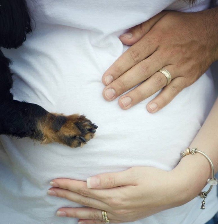 baby bump photos-faça-você-mesmo-gravidez-fotos-ideias-dicas-com-pata de cachorro