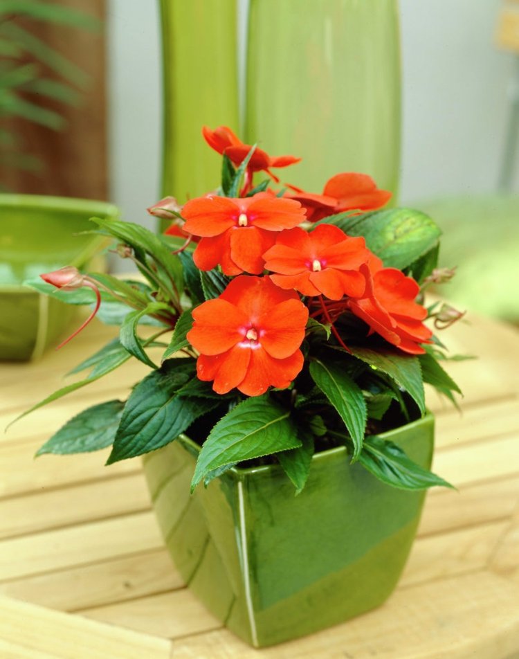 ideias varanda plantando lã diligente flores vermelhas vaso de flores verde moderno