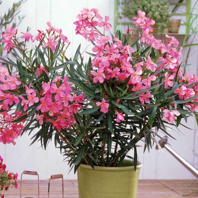 ideias sacada plantando oleandros dicas sol mediterrâneo flores rosa