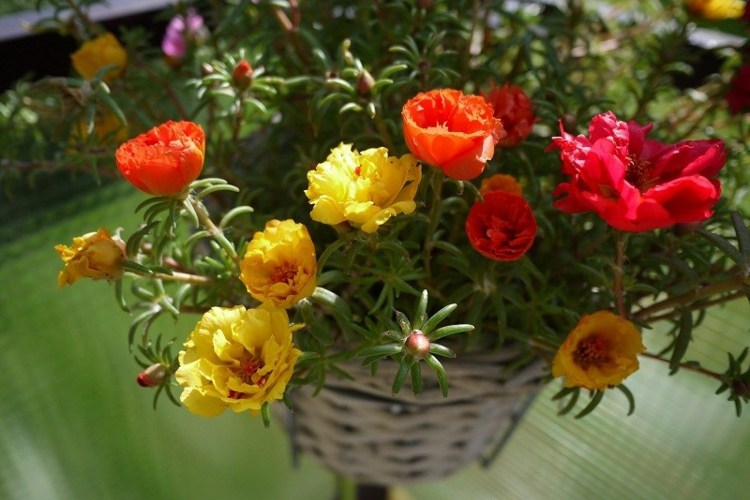 ideias para plantação de sacada portulacroes mistura suculenta dicas fáceis de cuidar