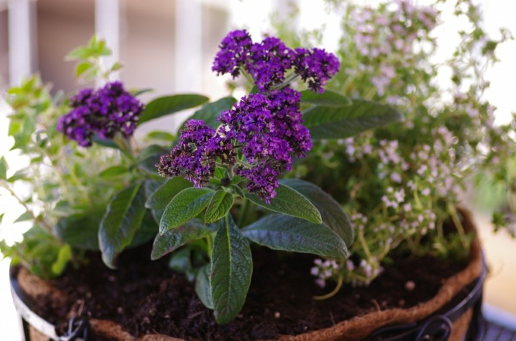 ideias varanda plantando flor de baunilha roxo pequeno vaso de flores projeto de jardim