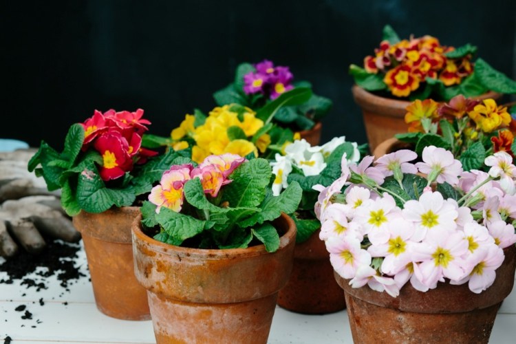 ideias varanda plantas prímulas coloridas cores jardim de rosas deco
