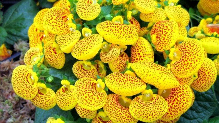 ideias varanda plantação flor chinelo padrão ponto amarelo marrom