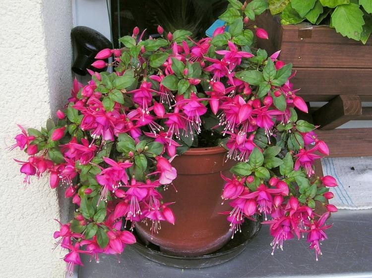 varanda idéias de plantio flores rosa fúcsia decoração vaso ao ar livre