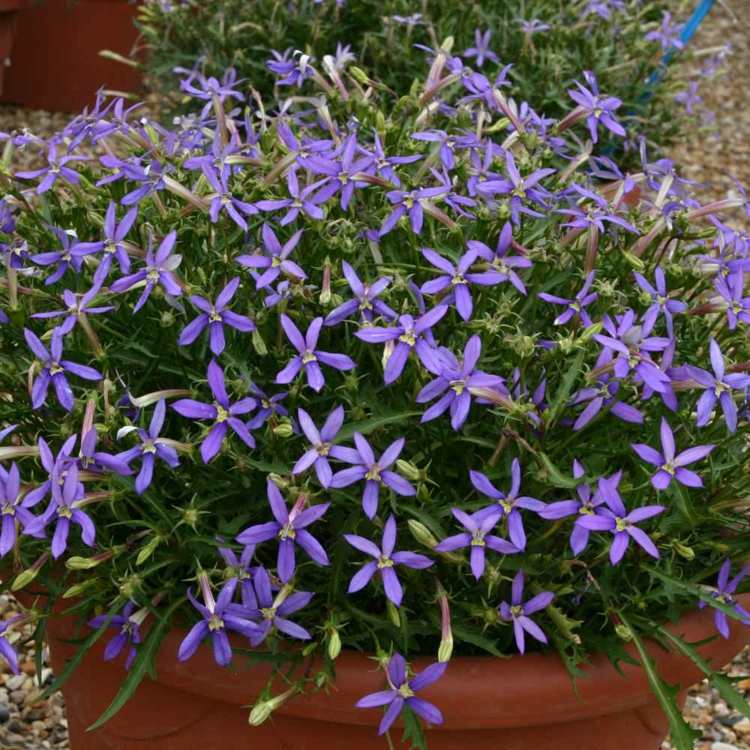 ideias varanda plantação plantas laurentia vaso de flores flores forma de estrela