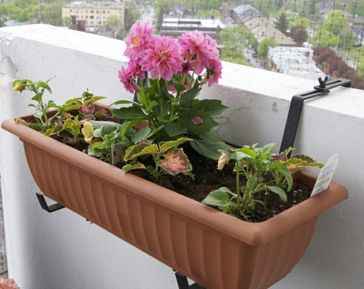 varanda plantando idéias dália rosa flor caixa idéia decoração ao ar livre