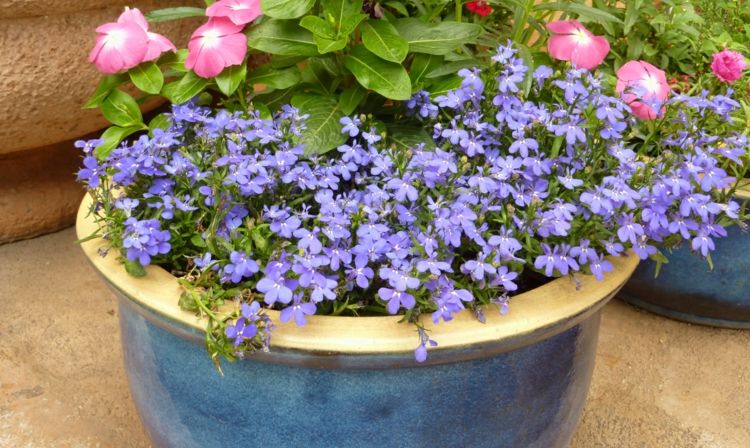 ideias sacada plantando pequenas flores masculinas lilás