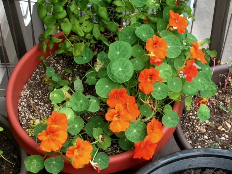 ideias varanda plantando capuchinhas planta trepadeira laranja folhas redondas