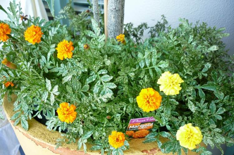 ideias varanda plantação estudante arranjo de flores laranja amarelo plantador