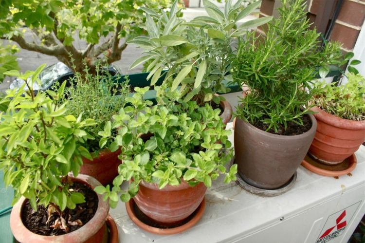 varanda plantar idéias especiarias plantas cozinhar ingrediente prático