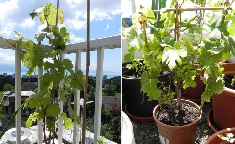 ideias varanda plantando frutas uvas cuidar weiss gelaender