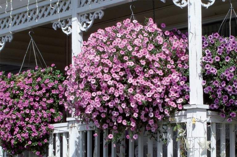 Varanda-flores-ensolarado-localização-rosa-petúnias