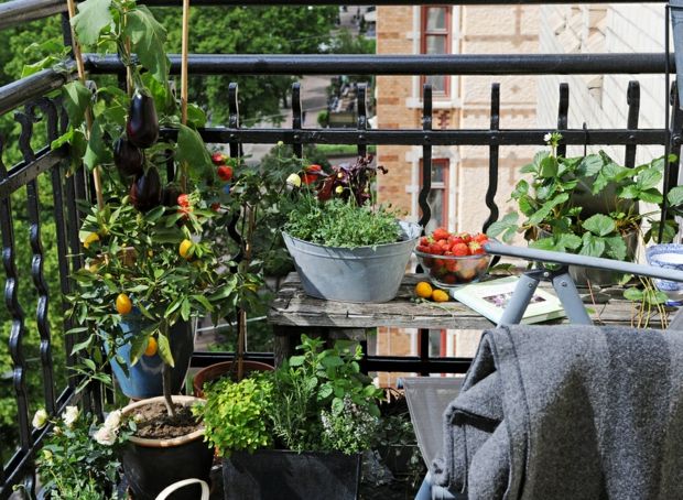Idéias de design de jardim, tomate erva verde verão na varanda