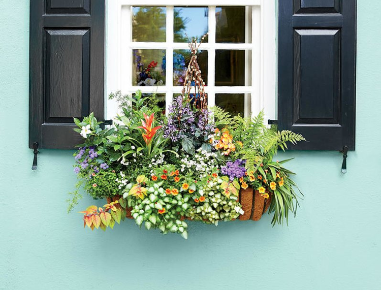 Caixas de janela idéias de plantas sombra parcial idéias de sol