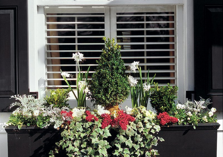 Exemplo de caixas de janela de plantas, outono inverno