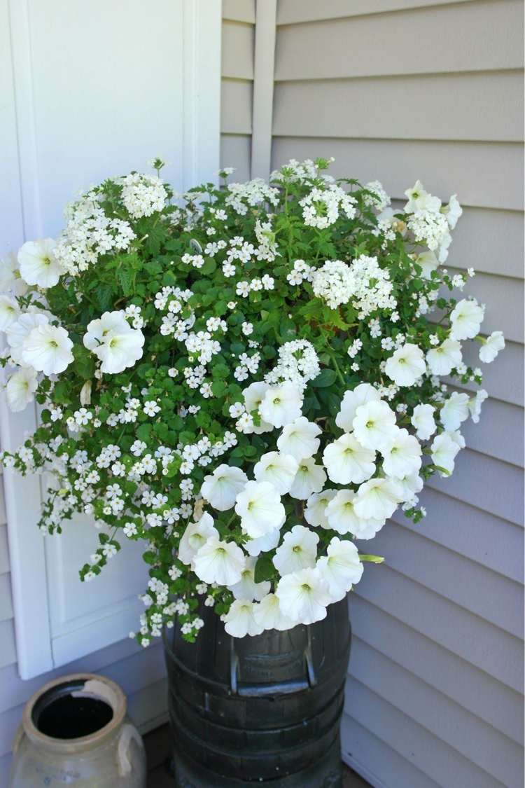 Varanda com flores petúnias brancas Verbena Bacopa