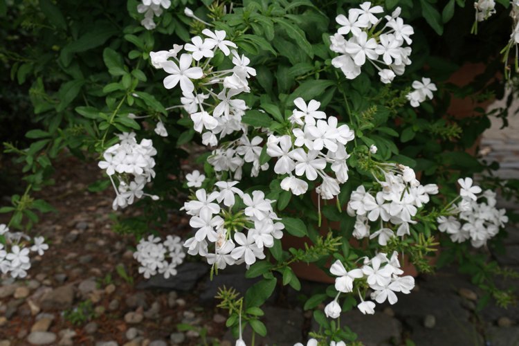 Plantas de varanda branca Cabo Leadwort Plumbago auriculata Alba