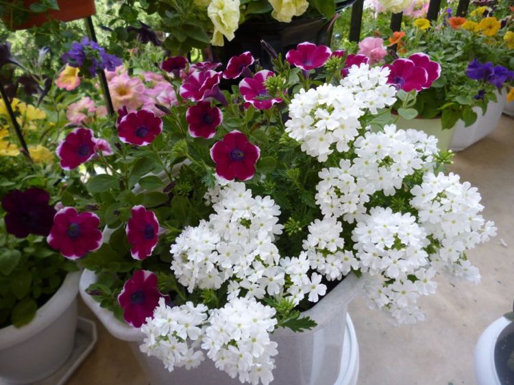 Verbena White Petunia Varanda Plantas