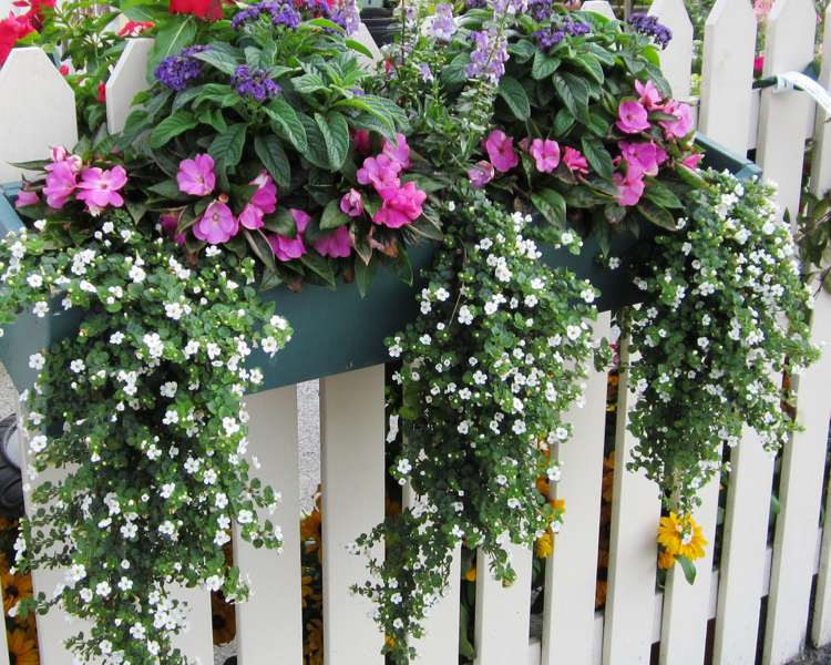 Flor de floco de neve Sutera difusa caixa de flores suspensa Mandevilla rosa