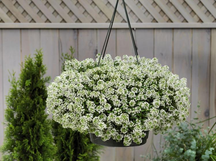 Plantas de varanda cesta suspensa branca Lobularia Maritima