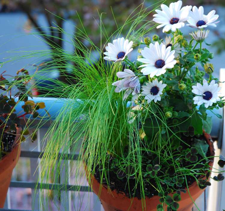 Plantas de varanda margaridas brancas do cabo, cesta do cabo, Osteospermum