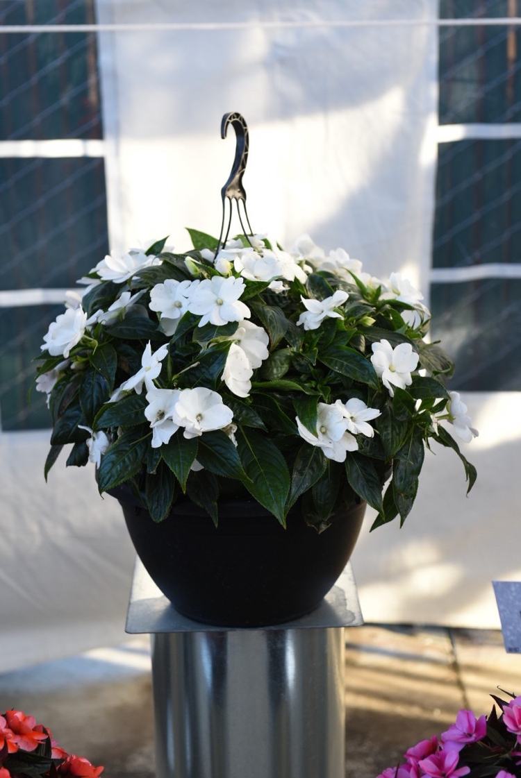 Impatiens walleriana Trabalhador Lizzie White cesta suspensa com sombra varanda