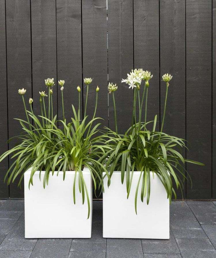 Planta de varanda em pé, lírio africano, agapanthus albus