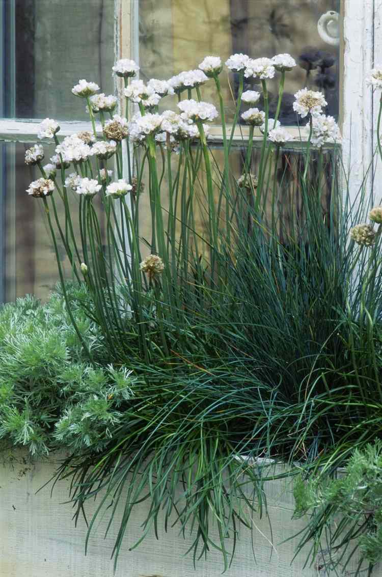 Plantas de varanda em pé de cravo branco Armeria maritima Alba