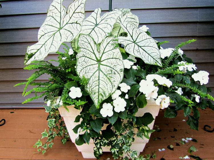 Flores na varanda banheiras brancas planta combinação sombra Impatiens samambaias caládio ivy