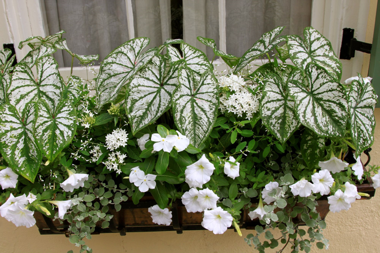 Plantas de varanda com flores brancas e com folhas brancas Caladium petúnias Pervinca branca 'Alba'